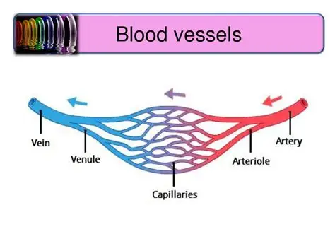 Blood vessels joining