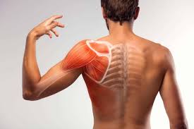 Best Shoulder Surgeon In Chhindwara