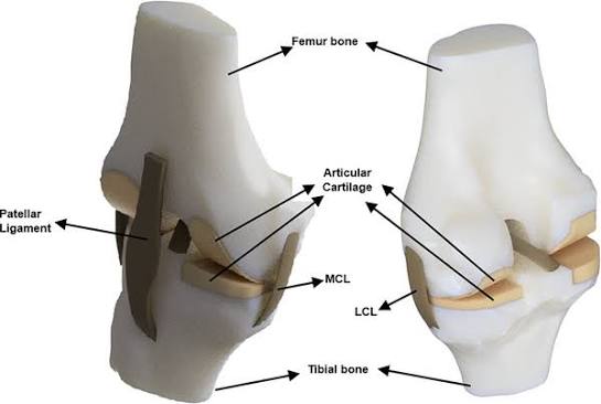 Customized knee cartilage preservation in Nagpur